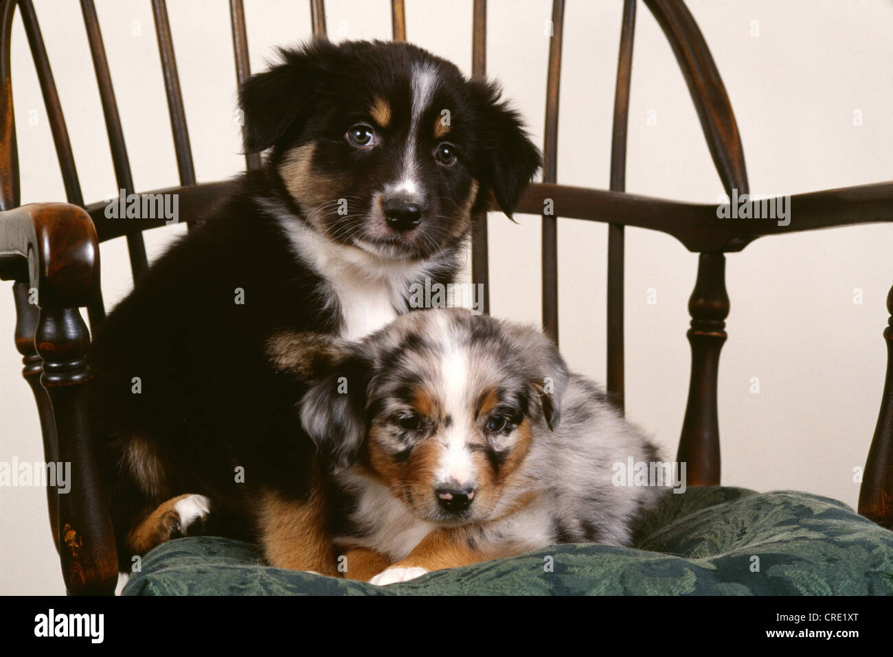 AUSTRALIAN SHEPHERD WELPEN / ILLINOIS Stockfoto