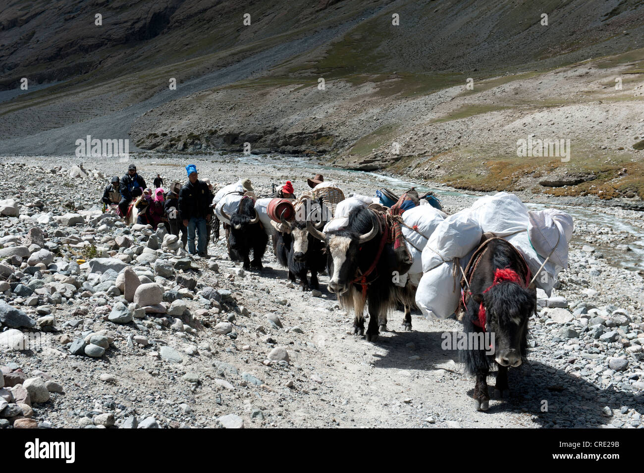 Tibeter mit gepackten Yaks, tibetischen Buddhismus, Wallfahrt route zum Heiligen Berg Kailash, Gang Rinpoche, Kora, Ngari Stockfoto