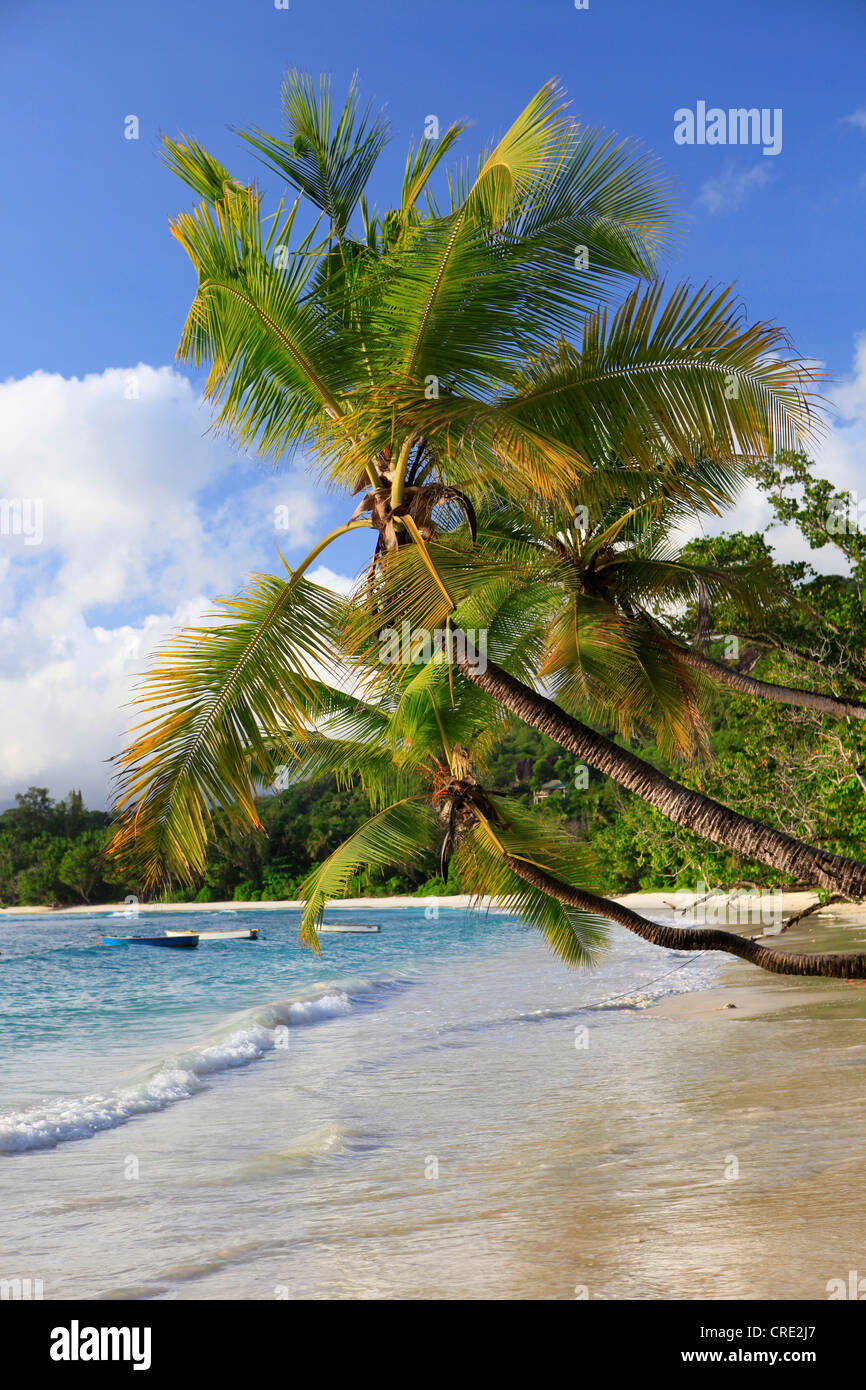 Kokospalmen (Cocos Nucifera) in Baie Lazare, Mahe Island, Seychellen, Afrika, Indischer Ozean Stockfoto