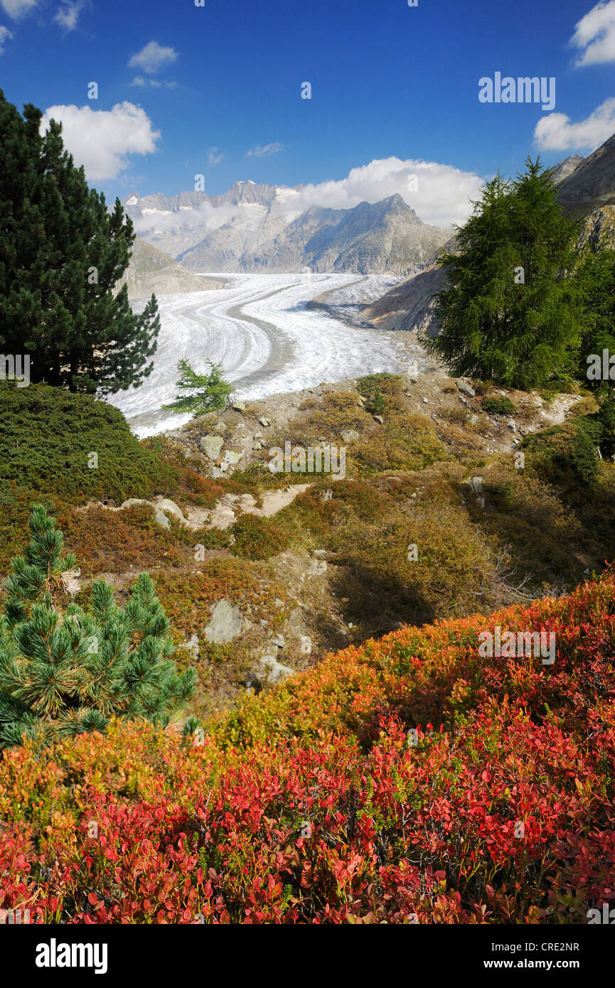 Großen Aletschgletscher, UNESCO-Weltnaturerbe Jungfrau-Aletsch-Bietschhorn Region, Goms, Wallis, Schweiz Stockfoto