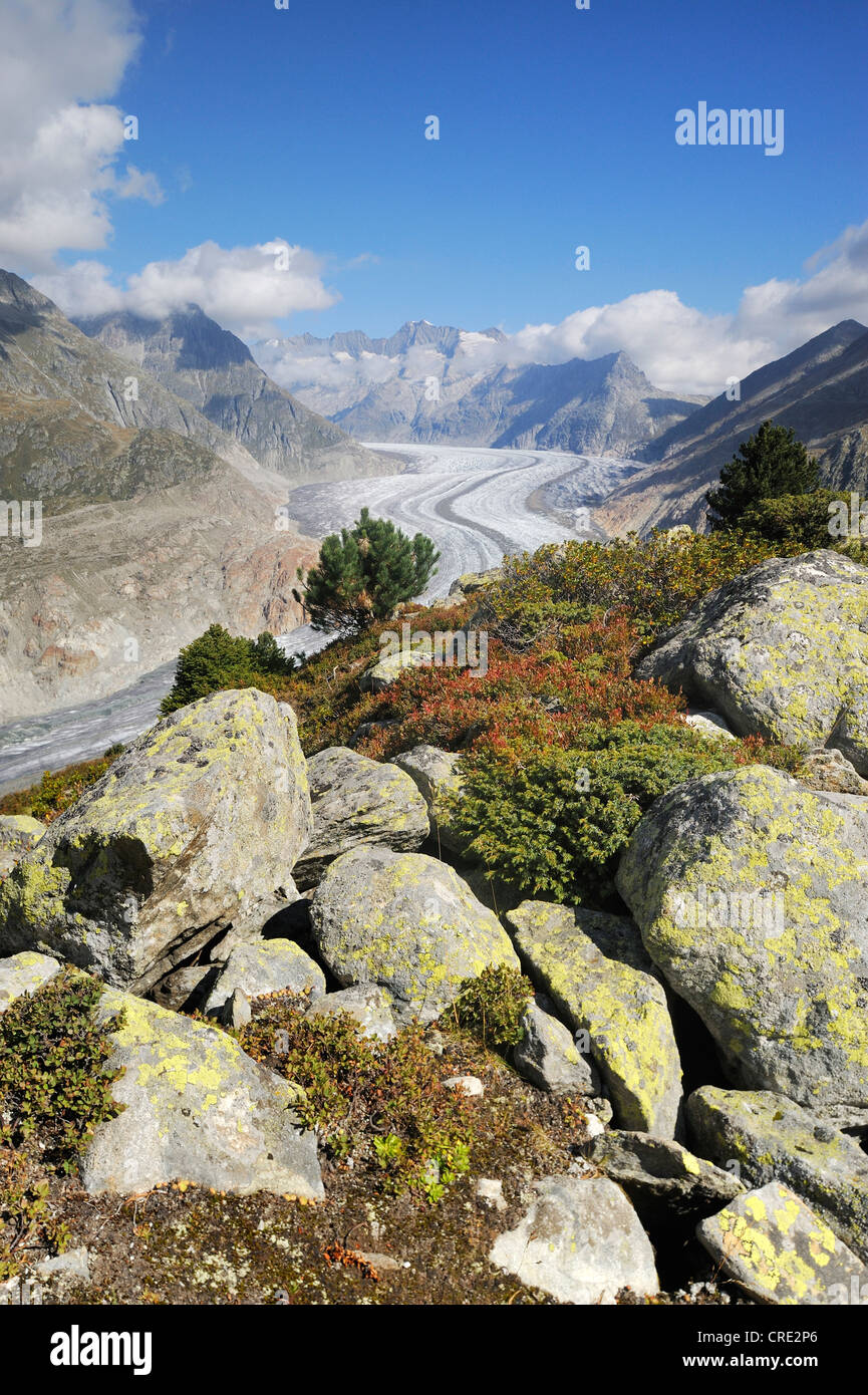 Großen Aletschgletscher, UNESCO-Weltnaturerbe Jungfrau-Aletsch-Bietschhorn Region, Goms, Wallis, Schweiz Stockfoto