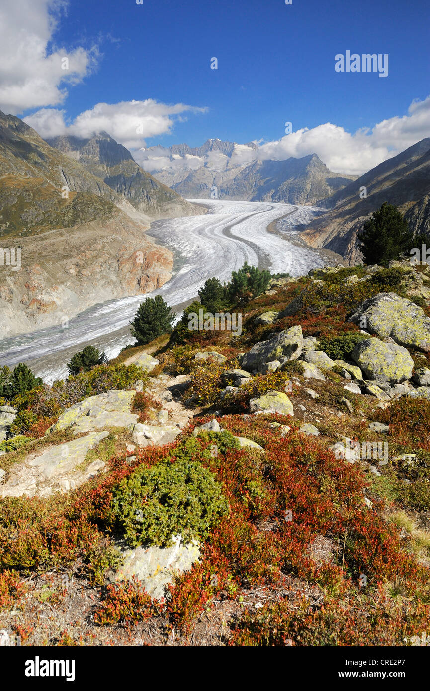 Großen Aletschgletscher, UNESCO-Weltnaturerbe Jungfrau-Aletsch-Bietschhorn Region, Goms, Wallis, Schweiz Stockfoto