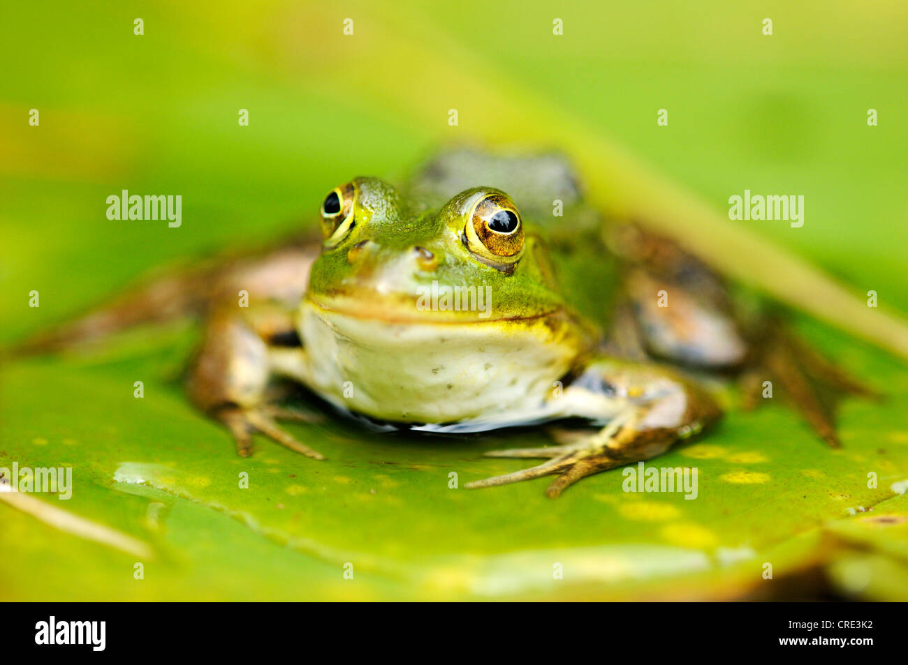 Pool-Frosch (Rana Lessonae), sitzt auf einem Blatt, Selegermoor Moor, Zürich, Schweiz, Europa Stockfoto