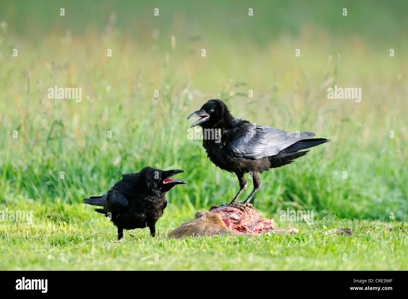 Gemeinsamen Kolkrabe (Corvus Corax), ernähren sich von AAS, Feldberg, Mecklenburg-Western Pomerania, Deutschland, Europa Stockfoto