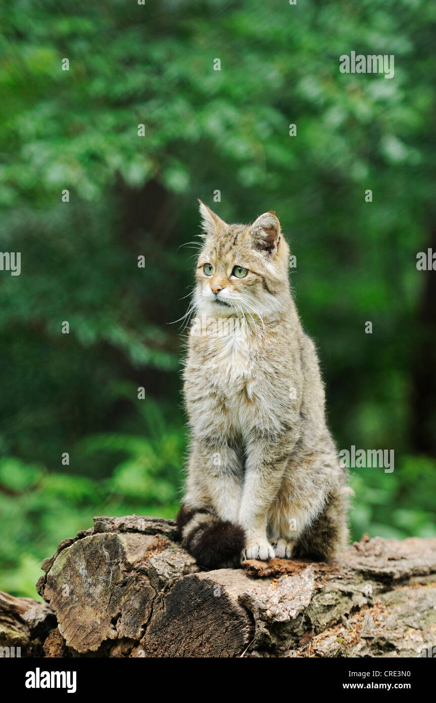 Europäische Wildkatze oder Wildkatze (Felis Silvestris Silvestris), thront auf Baumstamm, Güstrow, Mecklenburg-Vorpommern Stockfoto