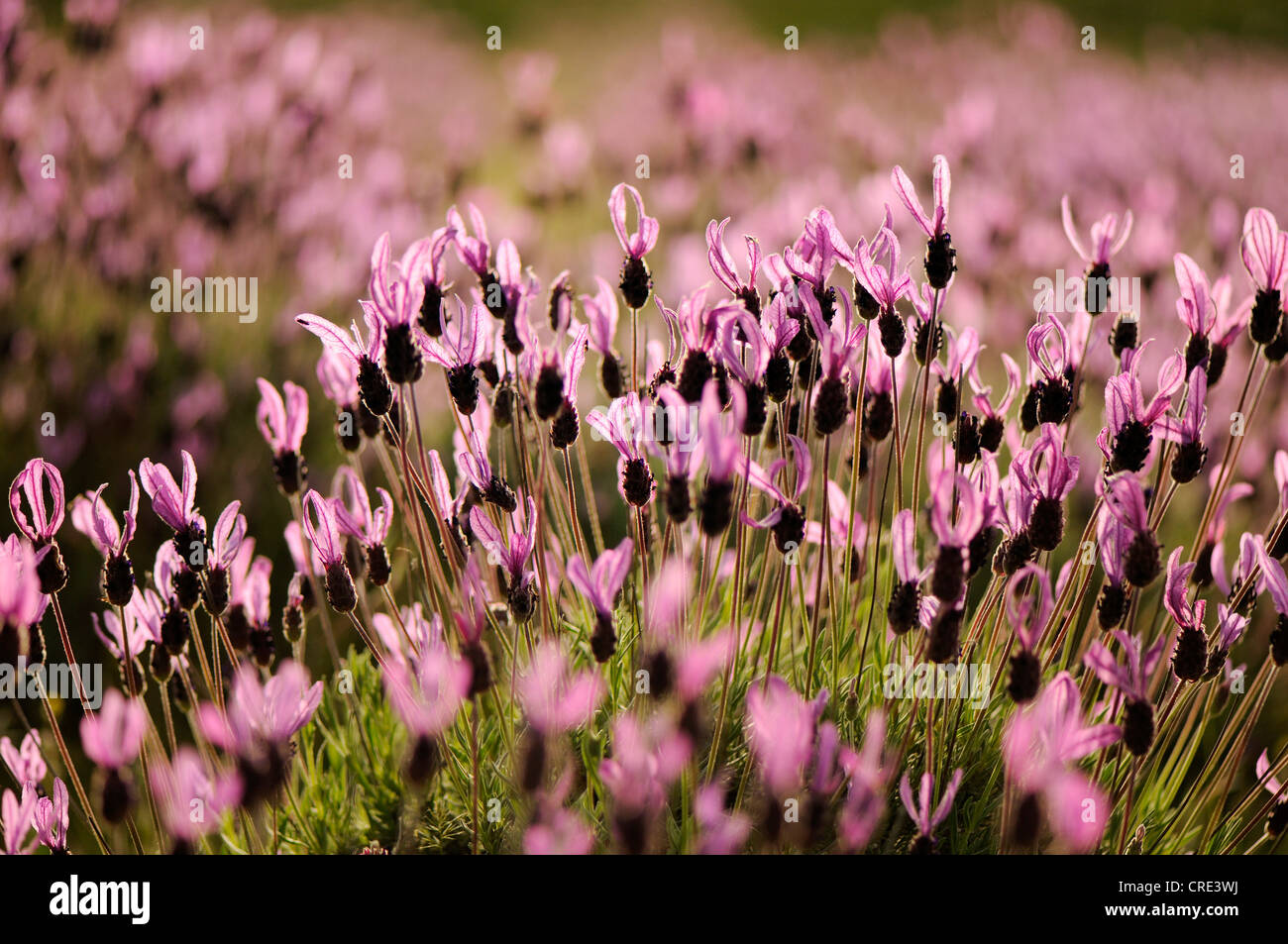 Französischer Lavendel, Spanisch Lavendel, Stoechas Lavendel oder Spitze Lavendel (Lavandula Stoechas), Blüte Stockfoto