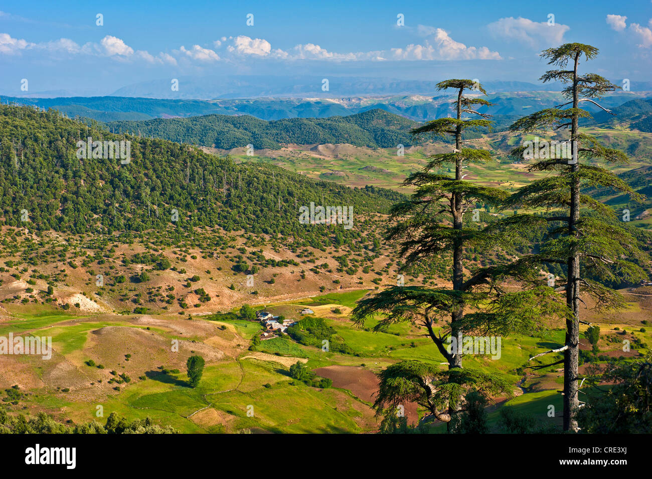 Berglandschaft mit Zedern und kleine Siedlungen, mittleren Atlasgebirge, Marokko, Afrika Stockfoto