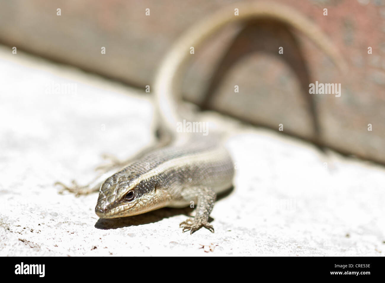 Closeup Aufnahme einer Eidechse auf einen heißen und trockenen Platz Stockfoto