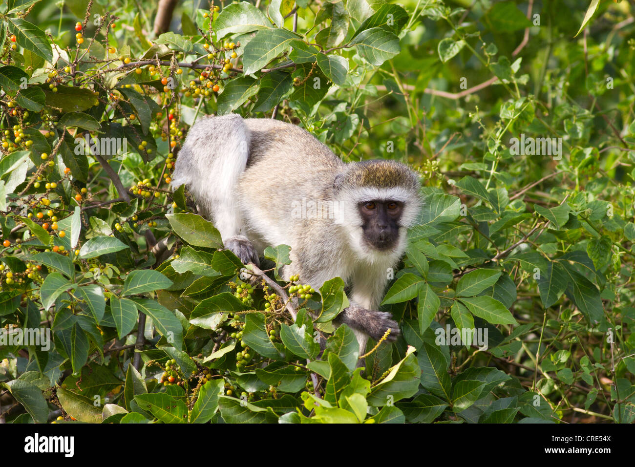Vervet Affe (Chlorocebus Pygerythrus) im Lake Mburo National Park, Uganda Stockfoto