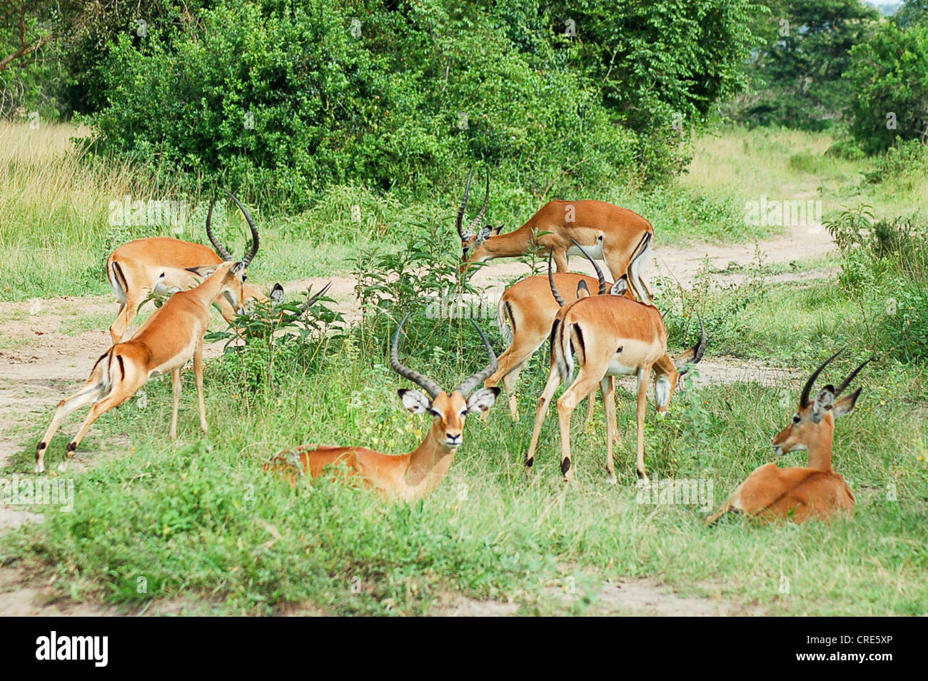 Bachelor-Herde von männlichen Impala (Aepyceros Melampus) im Lake Mburo National Park, Uganda Stockfoto