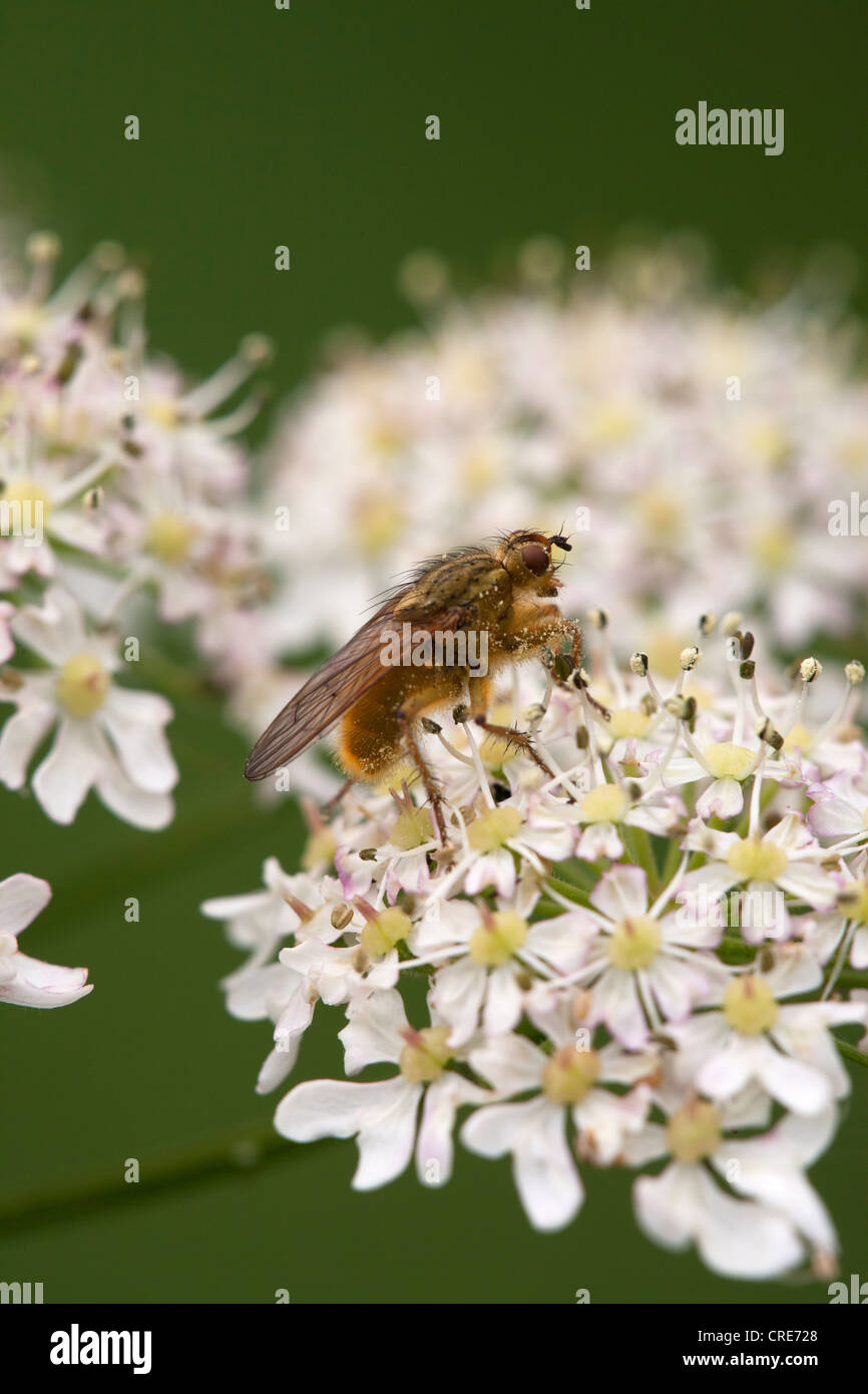 Gelber Kot fliegen Scathophaga Stercoraria auf Stängelpflanzen Blütenstand Stockfoto