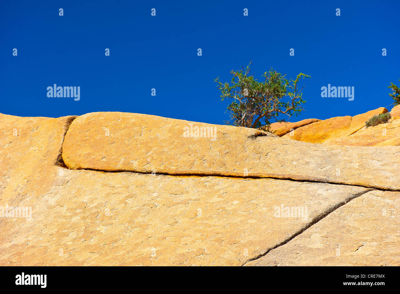 Risse in einem Granit-Felsvorsprung, wächst eine junge Arganbaum (Argania Spinosa) zwischen den Rissen, Anti-Atlas-Gebirge Stockfoto