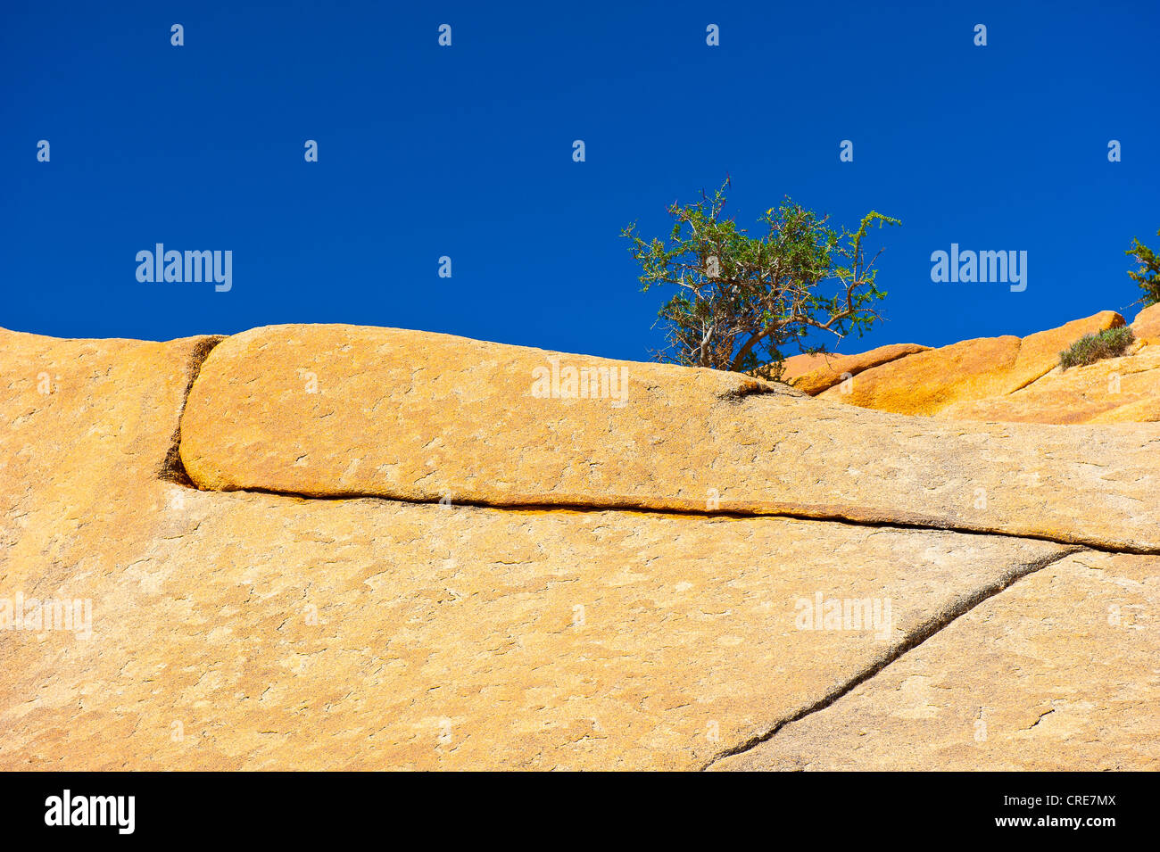 Risse in einem Granit-Felsvorsprung, wächst eine junge Arganbaum (Argania Spinosa) zwischen den Rissen, Anti-Atlas-Gebirge Stockfoto