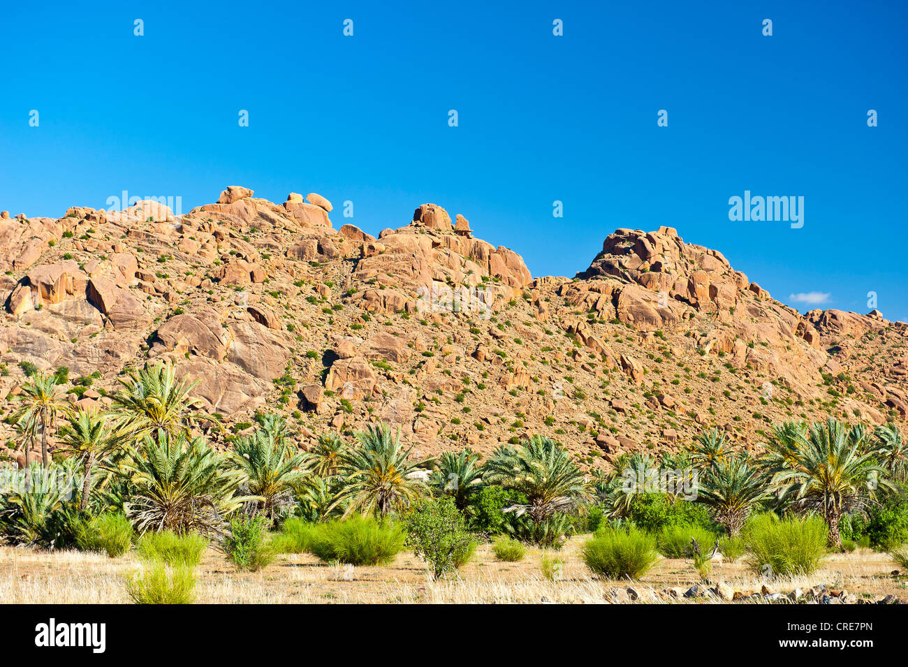 Typische Berglandschaft, Granitfelsen vor Dattelpalmen, Antiatlas, Marokko, Marokko, Südafrika Stockfoto