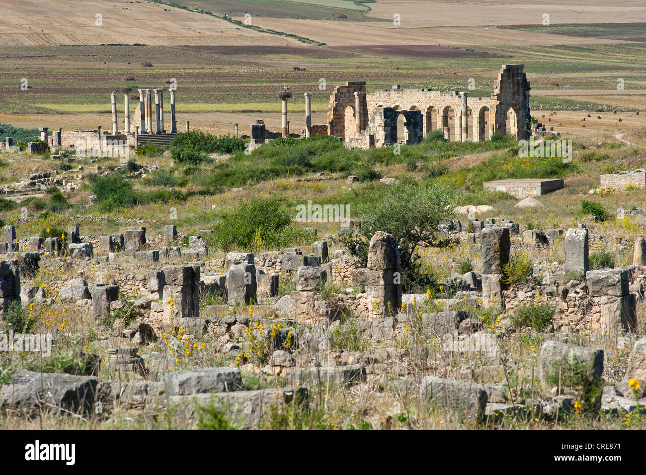 Römische Ruinen mit der Basilika, die antike Stadt Volubilis, UNESCO-Weltkulturerbe, Marokko, Nordafrika, Afrika Stockfoto