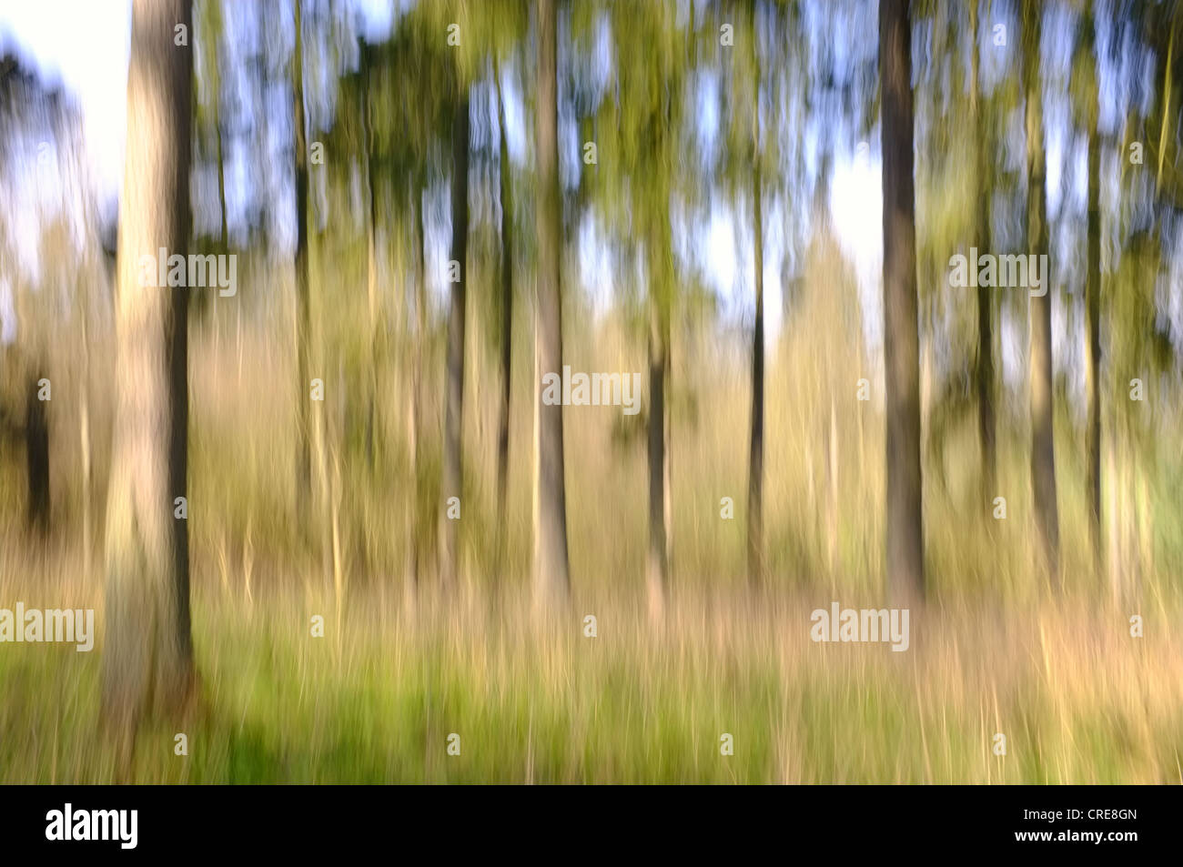 Woodland-Szene mit impressionistische Fotografie Technik Stockfotografie -  Alamy