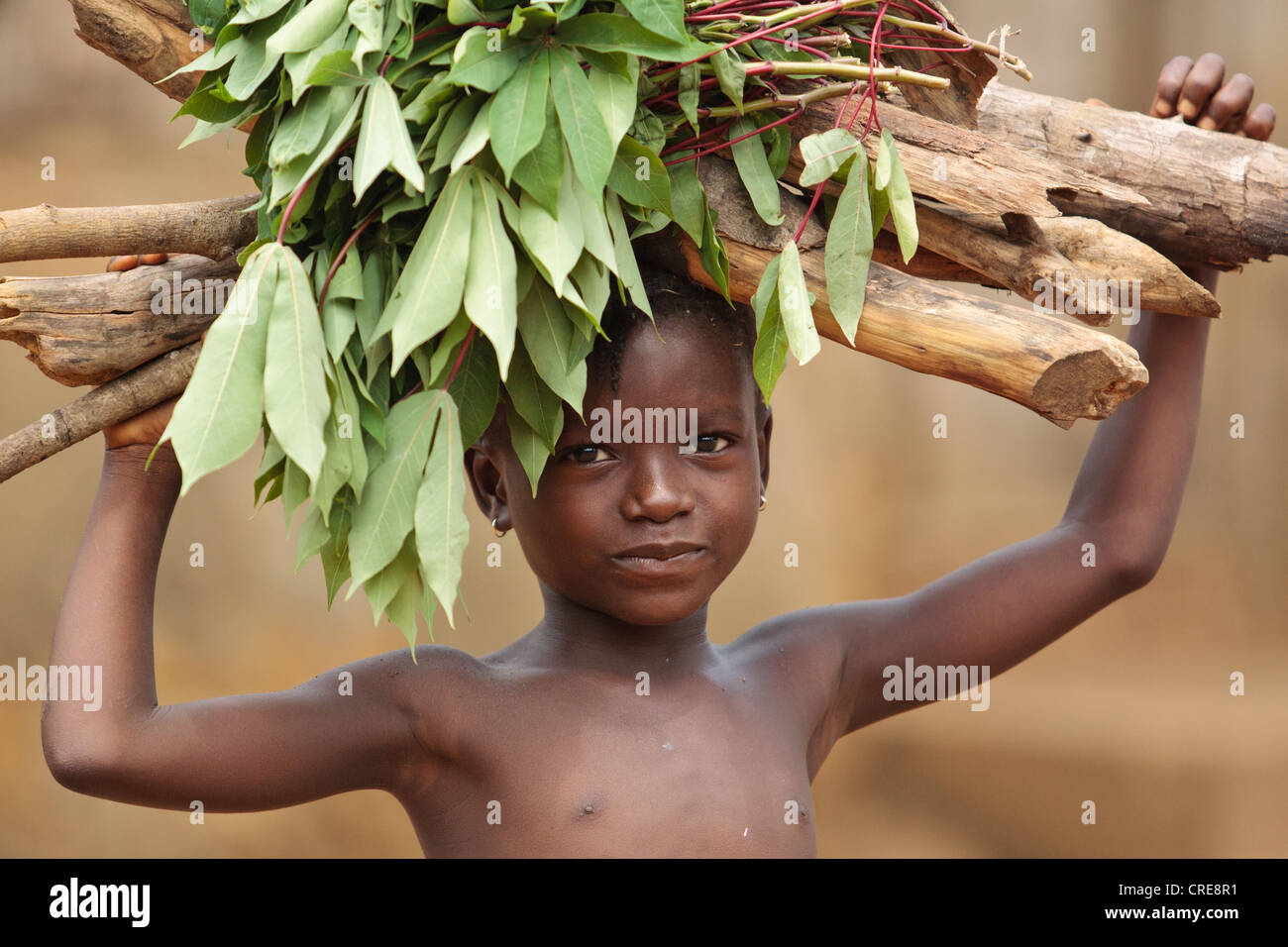 Eine Mädchen trägt Brennholz und Maniok lässt auf ihren Kopf in das Dorf Kawejah, Grand Cape Mount County, Liberia Stockfoto