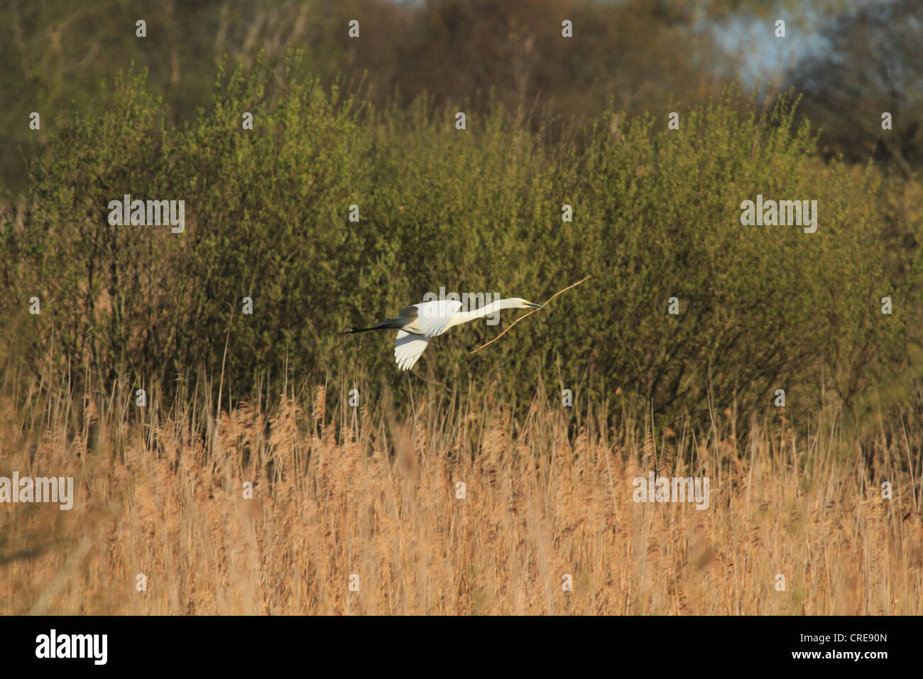 Ein Silberreiher tragen Nistmaterial zum ersten bekannten erfolgreichen Nest dieser Art in Großbritannien. Stockfoto