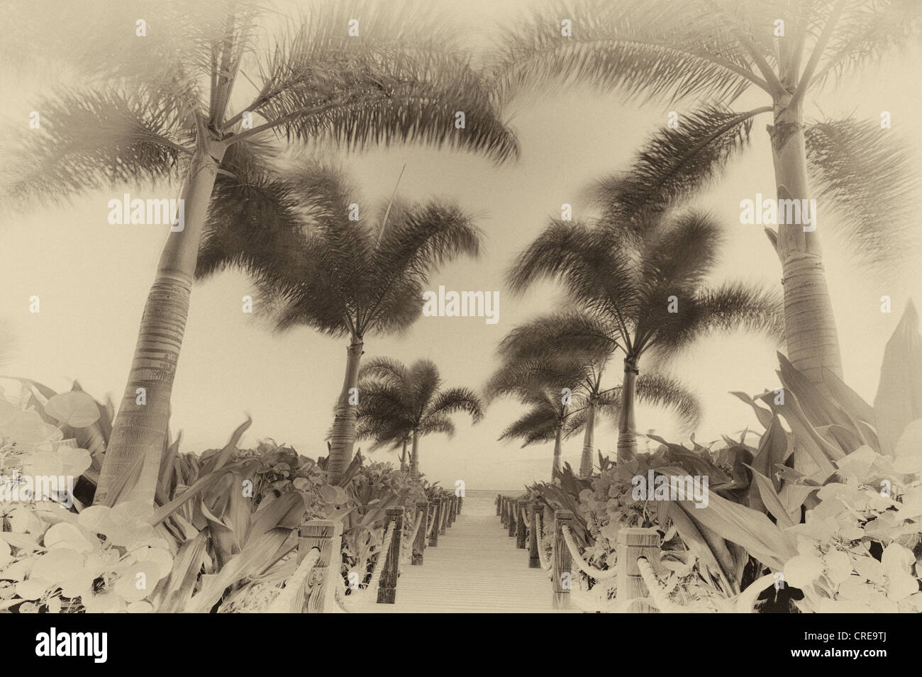 Weg und Palmen Bäume im Wind wehen. Providenciales. Turks- und Caicosinseln. Stockfoto