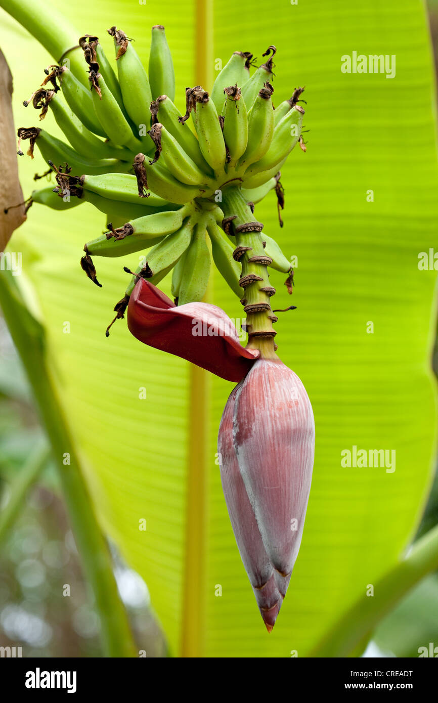 Blüte einer Banane (Musa Paradisiaca), La Réunion, Indischer Ozean Stockfoto