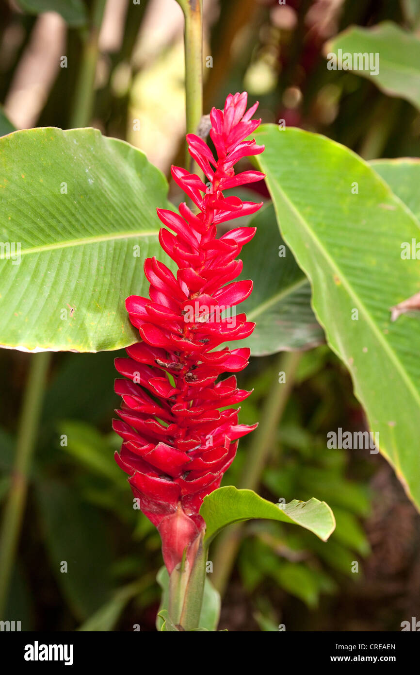 Rote Blume von Alpinia Purpurata, La Réunion, Indischer Ozean Stockfoto