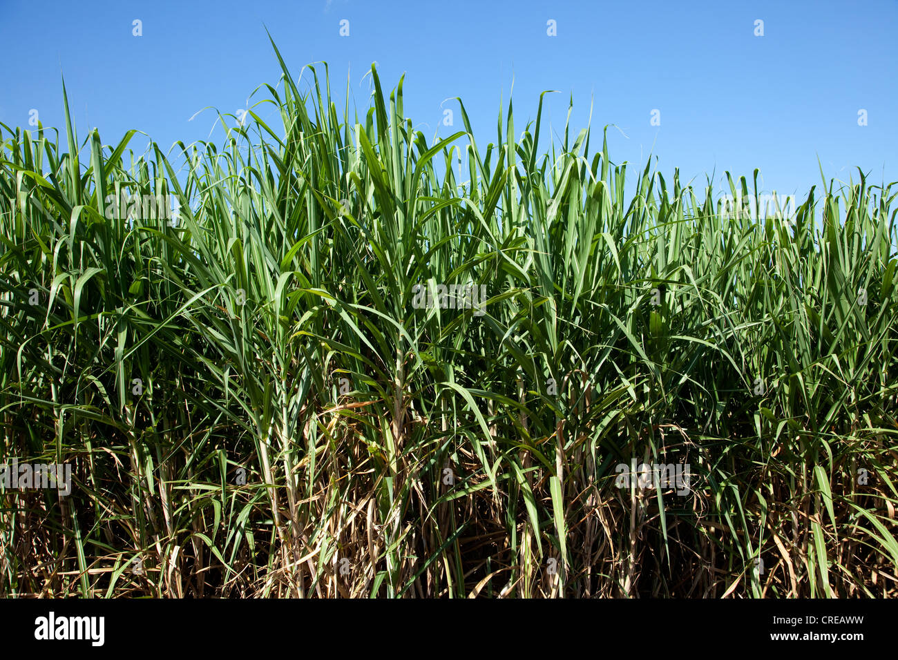 Zuckerrohr-Feld in der Nähe von Saint-Pierre, La Réunion, Indischer Ozean Stockfoto
