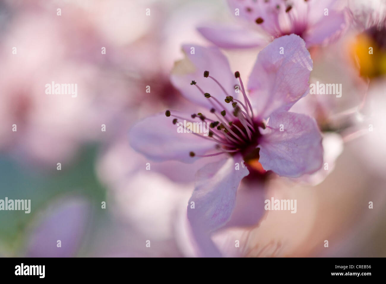 Cherry Plum, Myrobalan-Pflaume (Prunus Cerasifera 'Nigra', Prunus Cerasifera Nigra), Blume, Deutschland, Sachsen Stockfoto