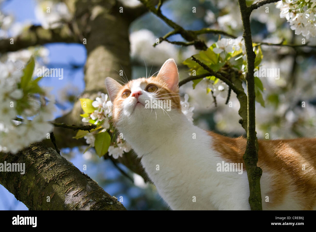 Hauskatze, Hauskatze (Felis Silvestris F. Catus) auf blühenden Kirschbäume Baum Stockfoto