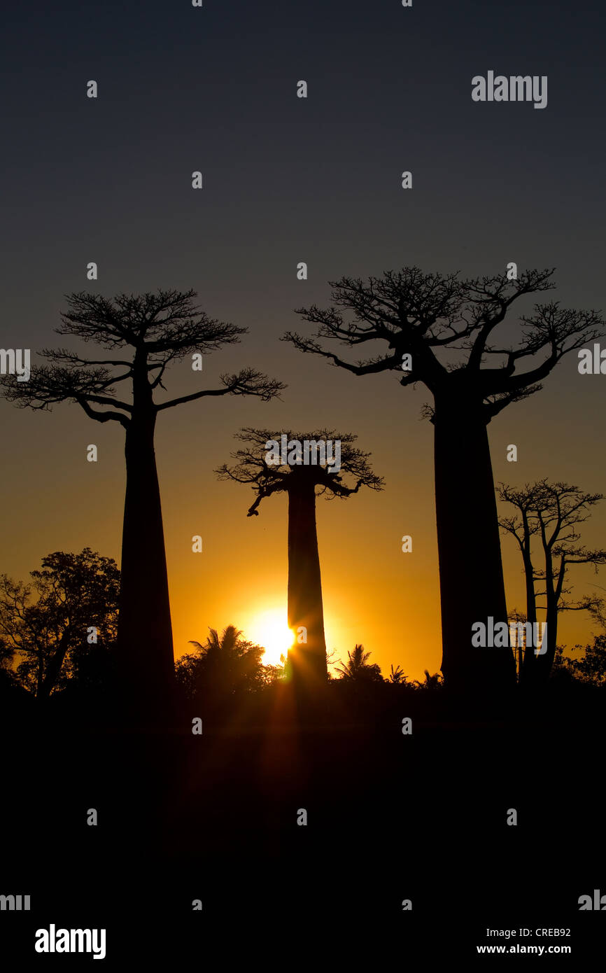 Baobab-Allee, Baobab Bäume (Affenbrotbäume Digitata) bei Sonnenuntergang, in der Nähe von Morondava im Westen von Madagaskar, Afrika, Indischer Ozean Stockfoto