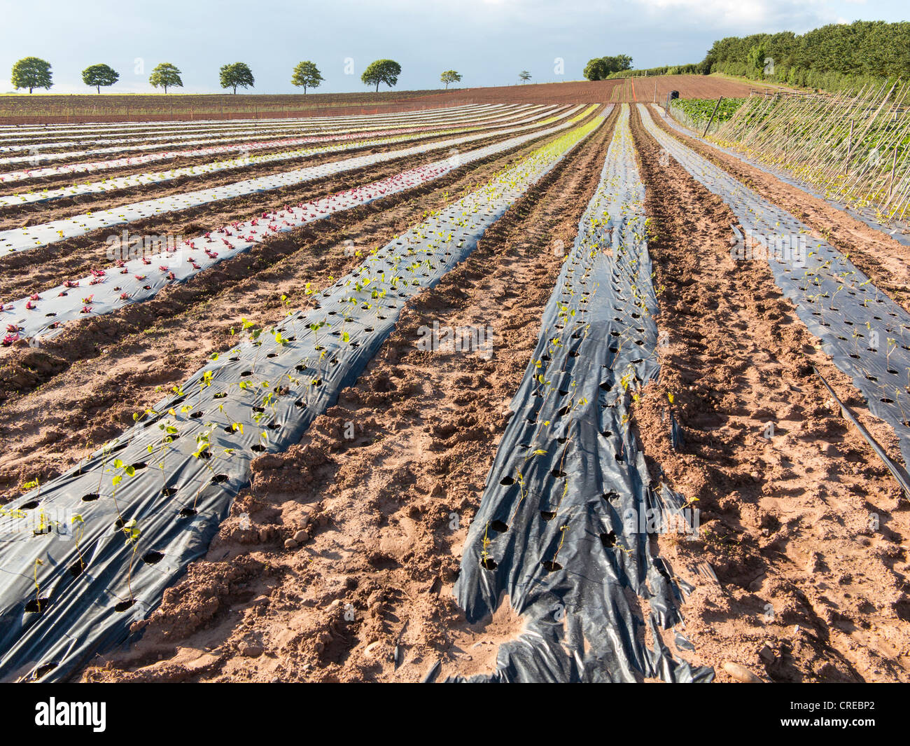 Pflanzen wachsen in Zeilen durch ein schwarzes schützende Unkraut Steuern Kunststoff, Devon, England. Stockfoto