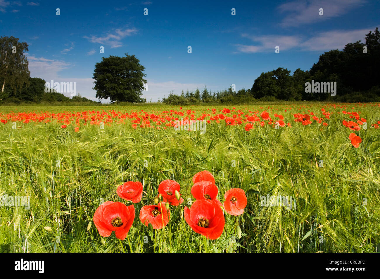 gemeinsamen Mohn, Klatschmohn, roter Mohn (Papaver Rhoeas), Gerstenfeld, Deutschland, Sachsen, Vogtlaendische Schweiz Stockfoto