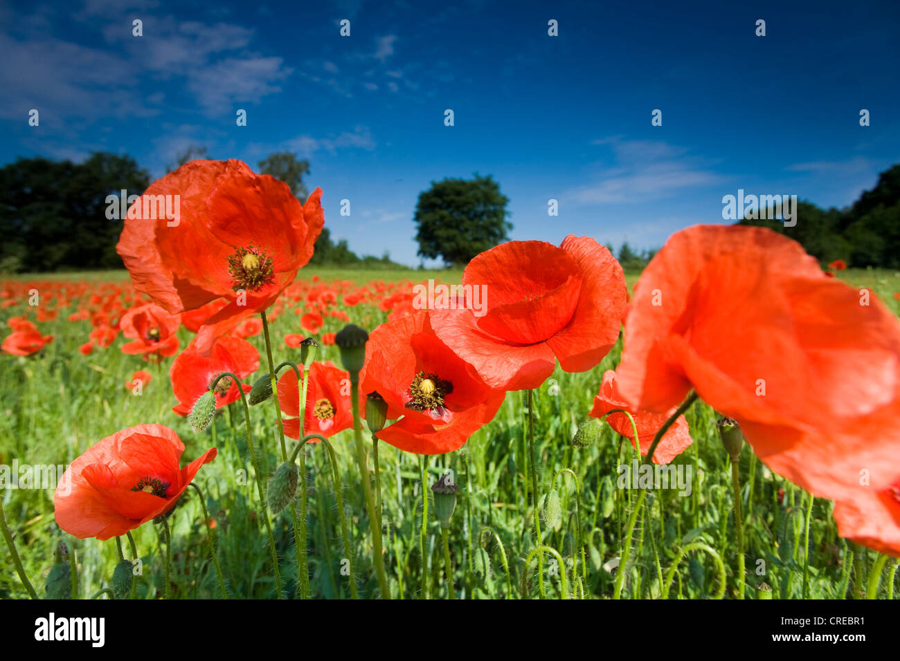 gemeinsamen Mohn, Klatschmohn, roter Mohn (Papaver Rhoeas), in Gerste Feld, Deutschland, Sachsen, Vogtlaendische Schweiz Stockfoto
