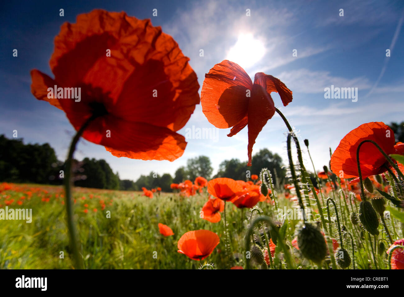 gemeinsamen Mohn, Klatschmohn, roter Mohn (Papaver Rhoeas), Blüten im Gegenlicht, Deutschland, Sachsen Stockfoto