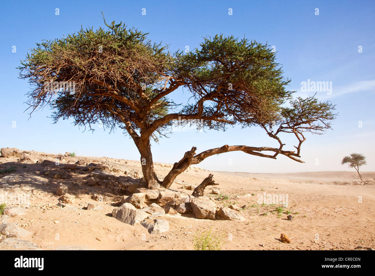 Tamariske (Tamarix), Erg Chegaga Region, Sahara Wüste nahe Mhamid, Marokko, Afrika Stockfoto