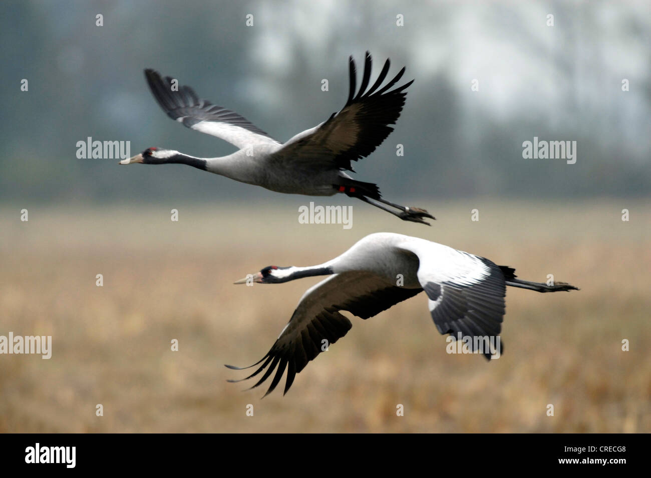 Kraniche (Grus Grus), zwei Kraniche fliegen, Deutschland, Mecklenburg-Vorpommern, NSG Mecklenburgische Boddenlandschaft Stockfoto