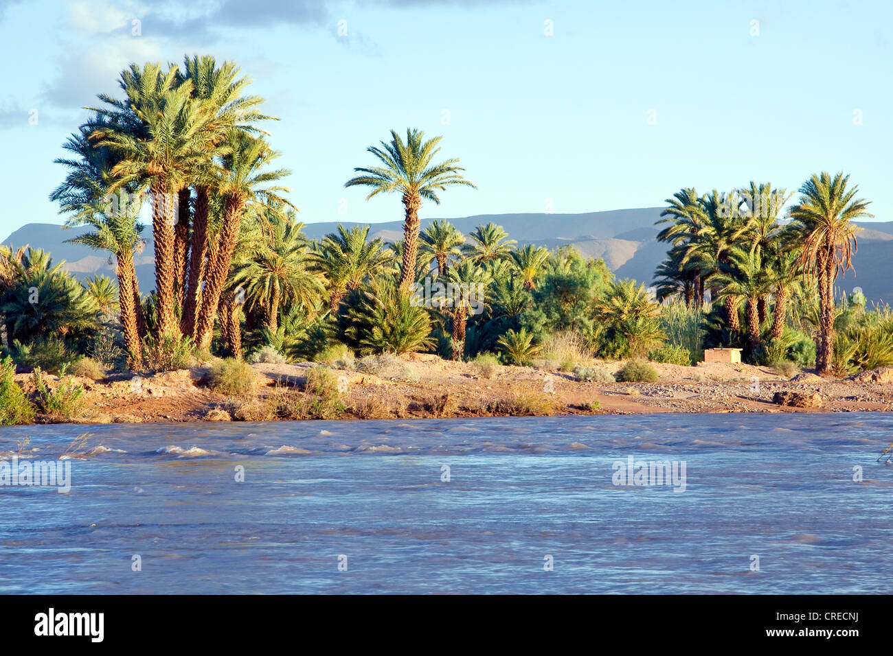 Palmen am Ufer des Draa Flusses Draa-Tal, Agdz, Marokko, Afrika Stockfoto