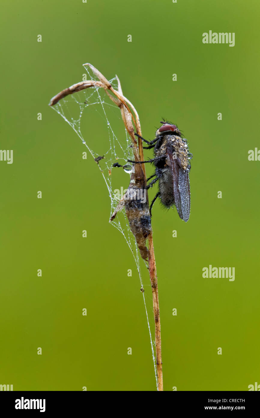 Fliegen (Brachycera), benetzt mit Wasser Tropfen, Vulkaneifel, Rheinland-Pfalz, Deutschland, Europa Stockfoto