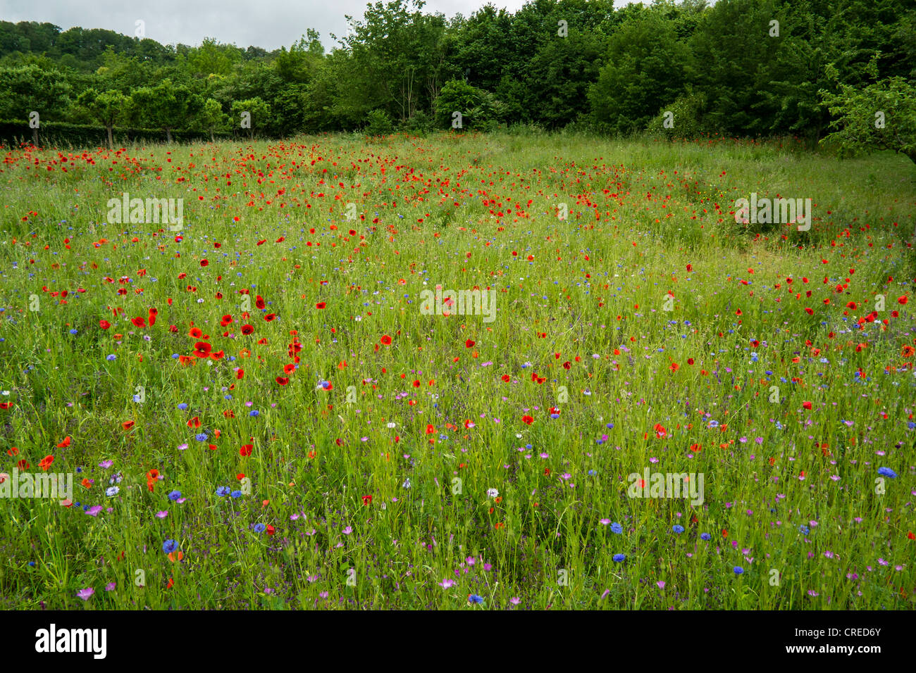 Rote Mohnblumen in Giverny in der Nähe von Monets Haus und studio Stockfoto