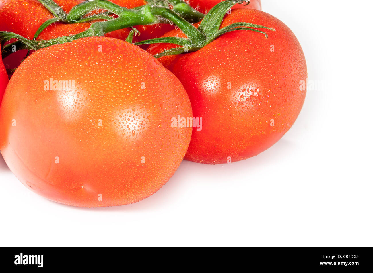 Eine Gruppe von Wasser benetzt Tomaten isoliert auf weißem Hintergrund Stockfoto