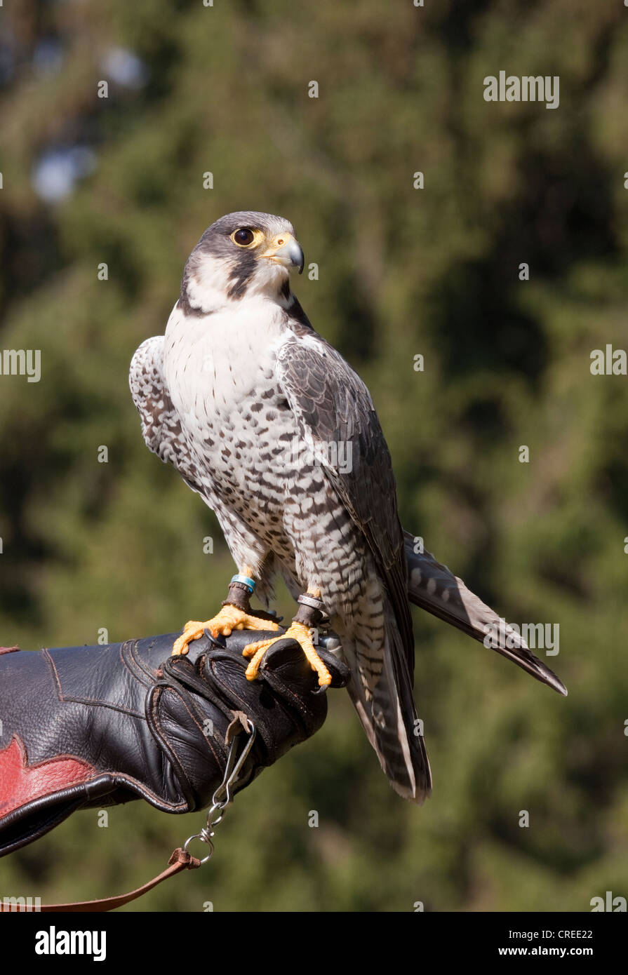 Peregin und Berghofes Falcon Hybrid (Falco Peregrinus) auf Falkner Handschuh Stockfoto