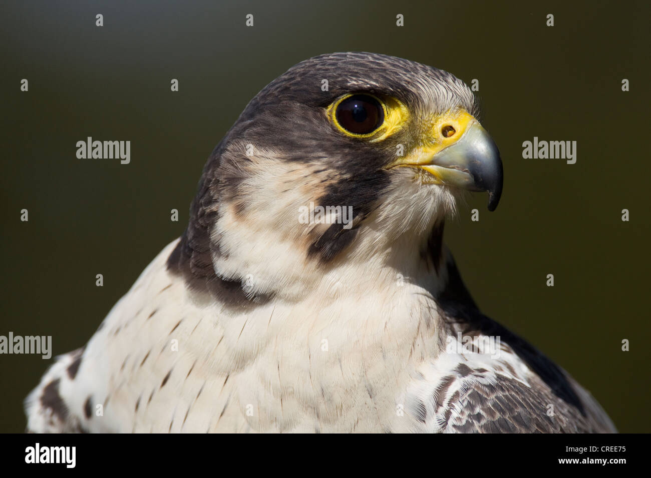 Wanderfalke und Berghofes Falcon Hybrid (Falco Peregrinus), portrait Stockfoto