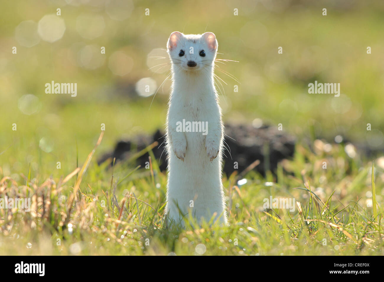 Hermelin, Hermelin (Mustela Erminea), stehend bei Gegenlicht mit Winter Fell, Deutschland, Bayern Stockfoto