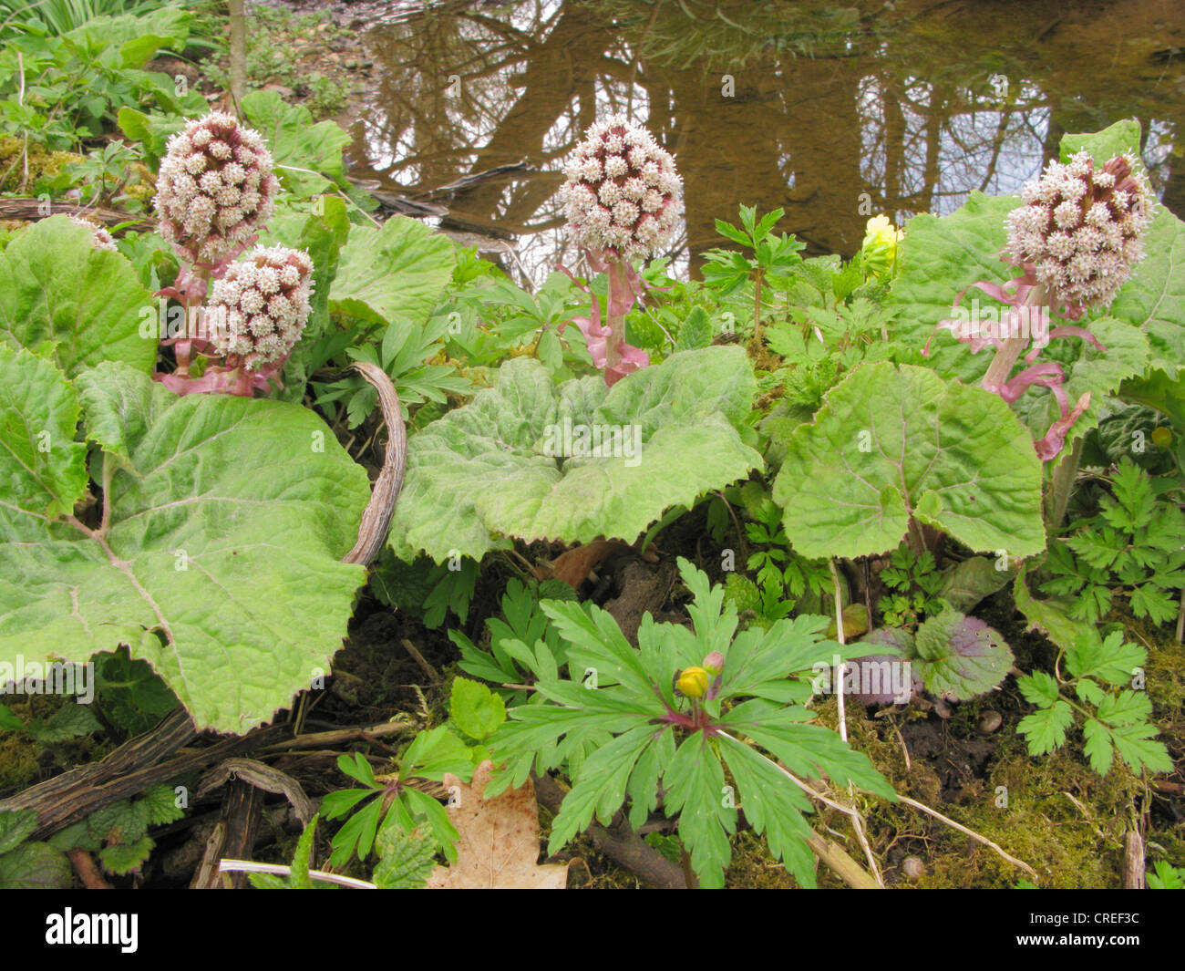 Butterburr (Petasites Hybridus), blühende Pflanzen am Bach Ufer, Deutschland, Bayern Stockfoto
