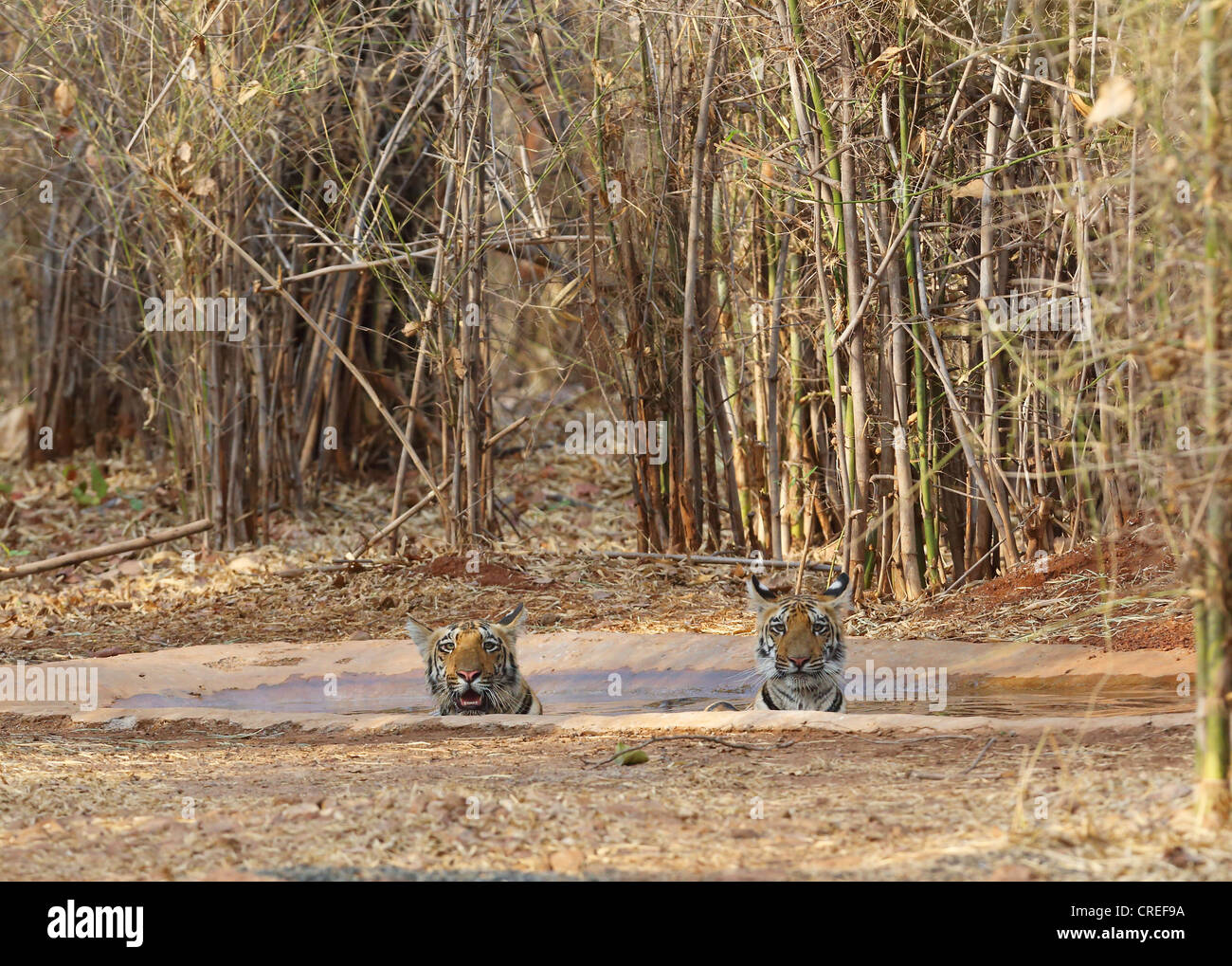 Zwei Tigerbabys Abkühlung im Wasserloch und starrte auf Fotografen im Tadoba-Dschungel, Indien. Stockfoto