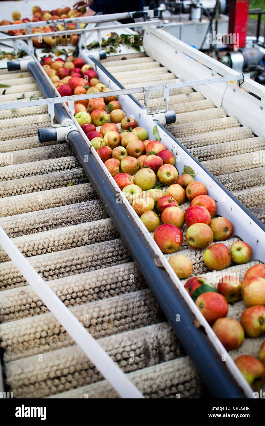 Bei einer Mostpresse sind Äpfel auf einem schmalen Pfad Weg kanalisiert, vor gedrückt. Stockfoto