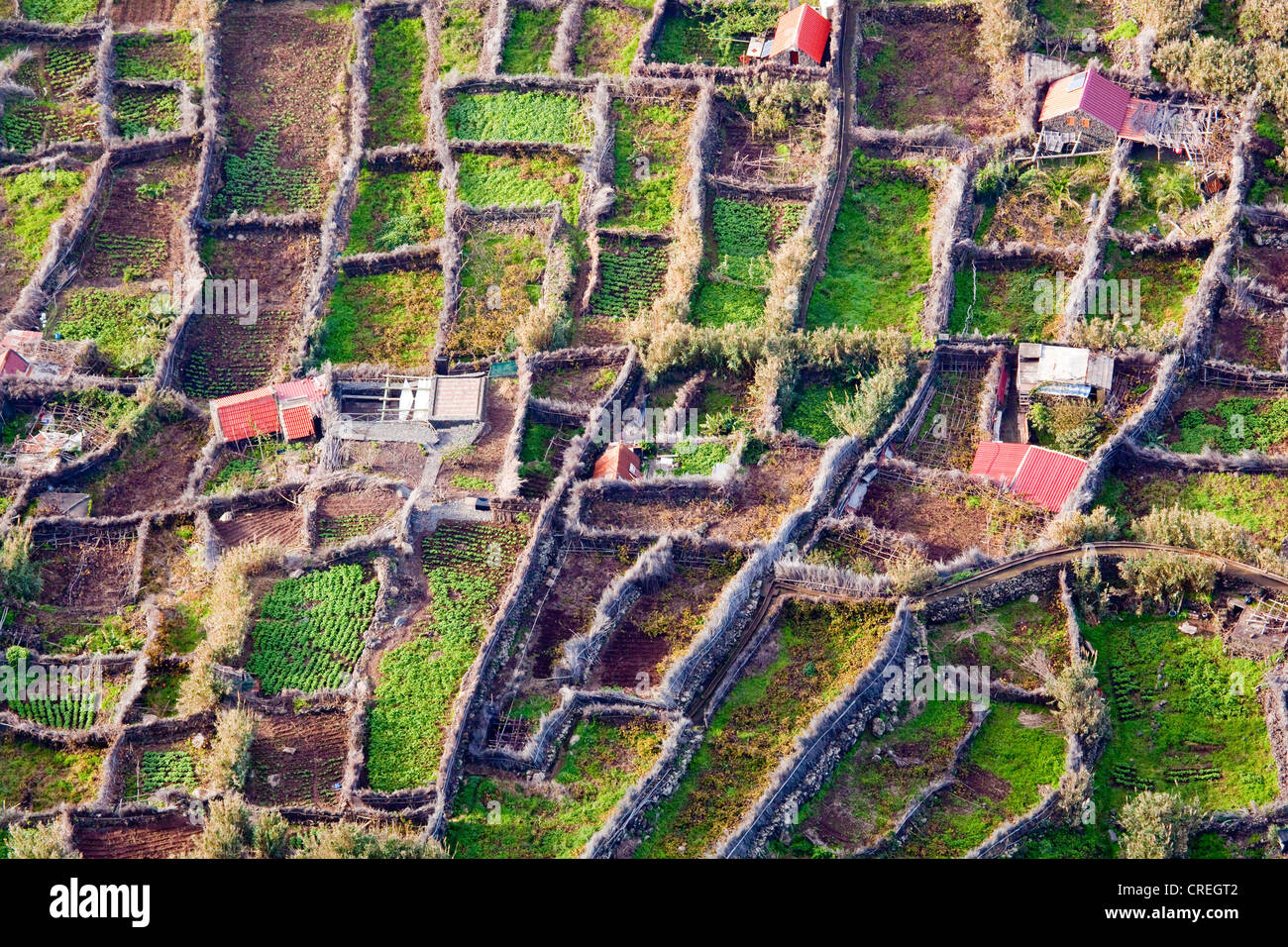 Felder bei Achadas da Cruz, Madeira, Portugal, Europa Stockfoto