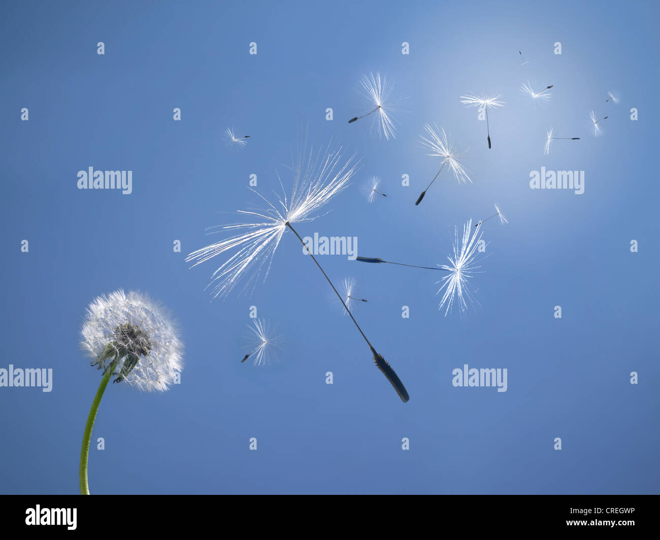 Löwenzahnsamen Blowing In The Wind Stockfoto