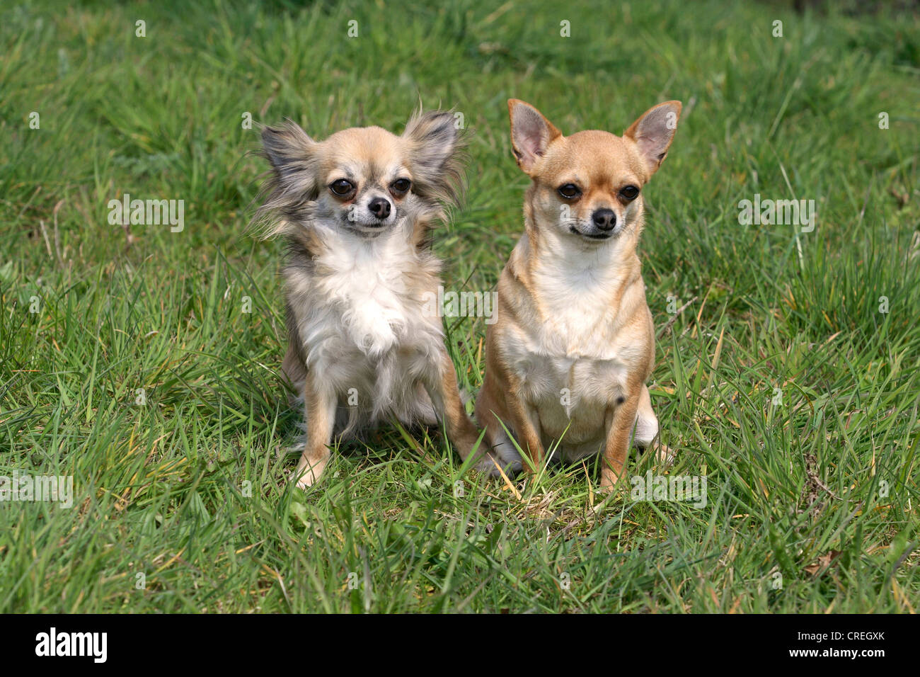 Chihuahua (Canis Lupus F. Familiaris), zwei Personen, langhaarige und kurzhaarige sitzen nebeneinander auf einer Wiese Stockfoto