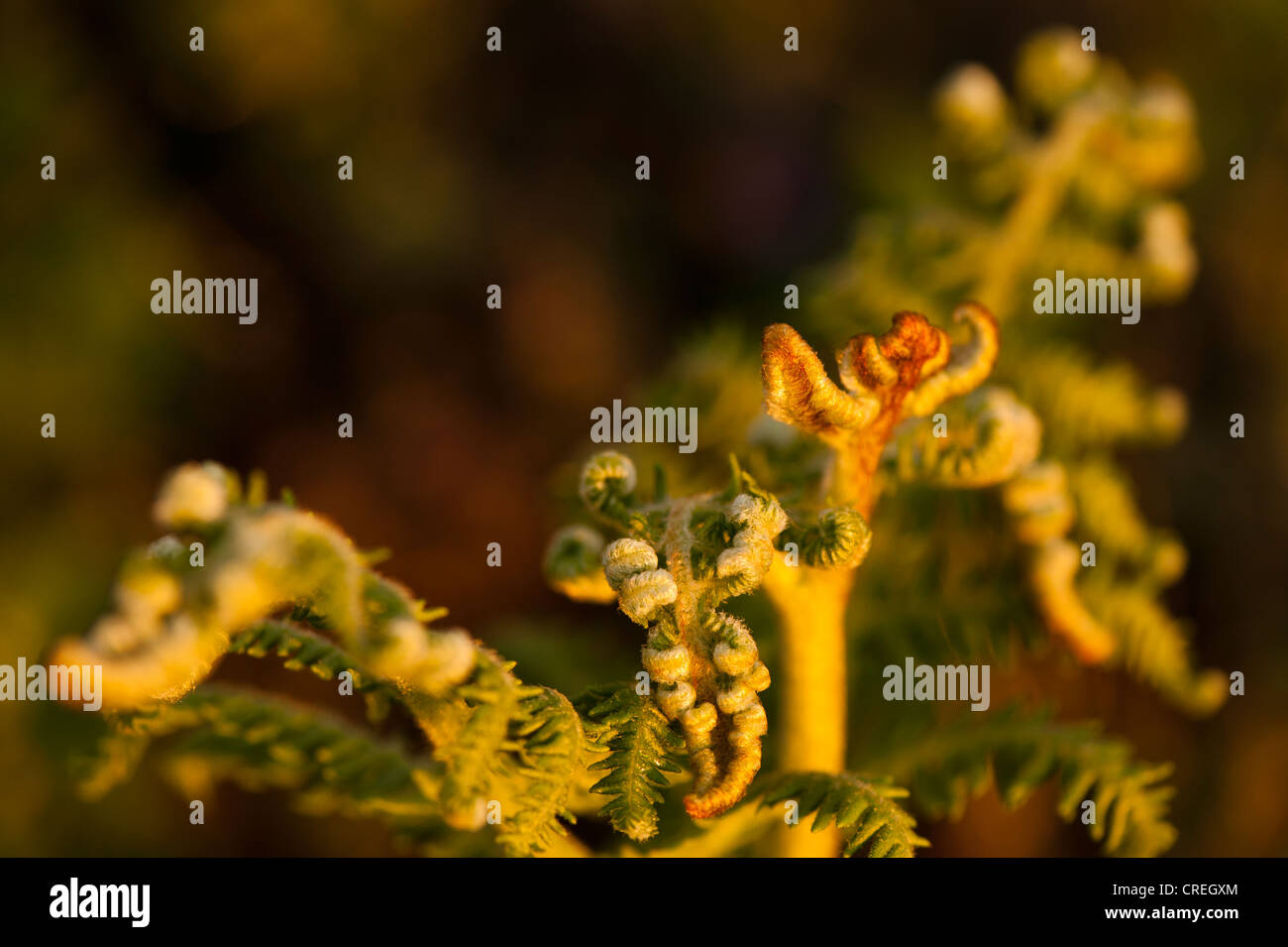 Bracken, Pteridium Aquilinum, in der Dämmerung Stockfoto