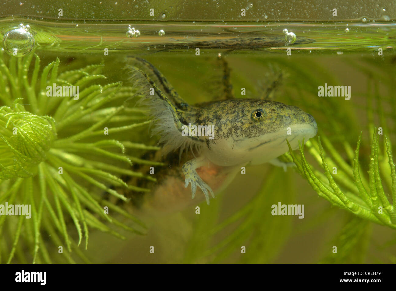 Axolotl (Z.B. geschieht), Larve, portrait Stockfoto